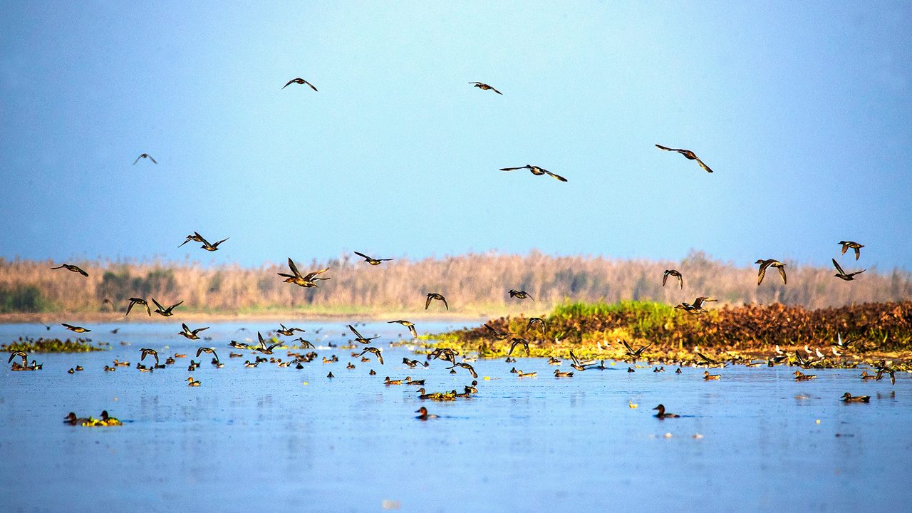 Harike Wetland And Bird Sanctuary